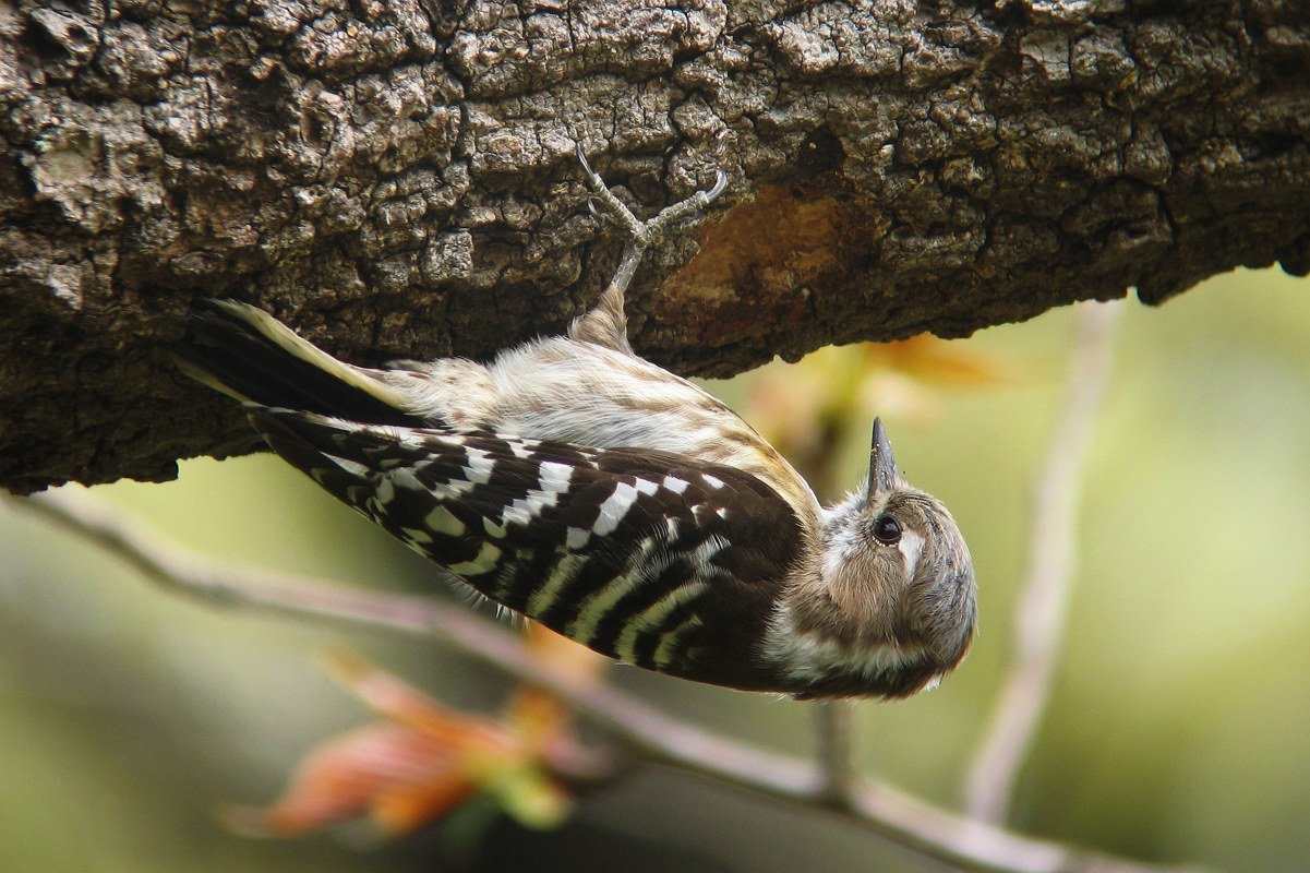 Japanese Pygmy Woodpecker