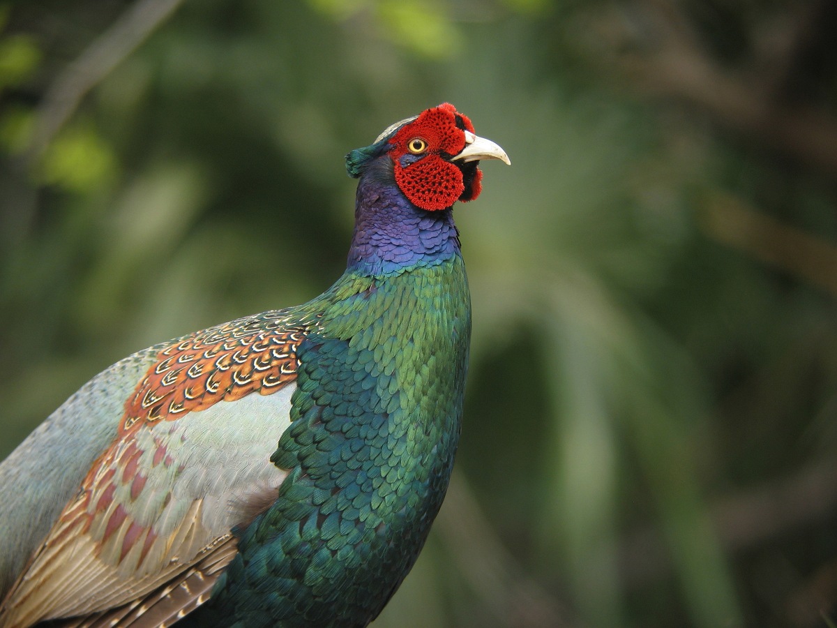 Japanese Pheasant