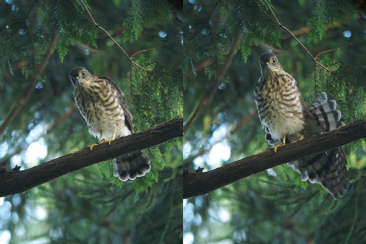 Preening