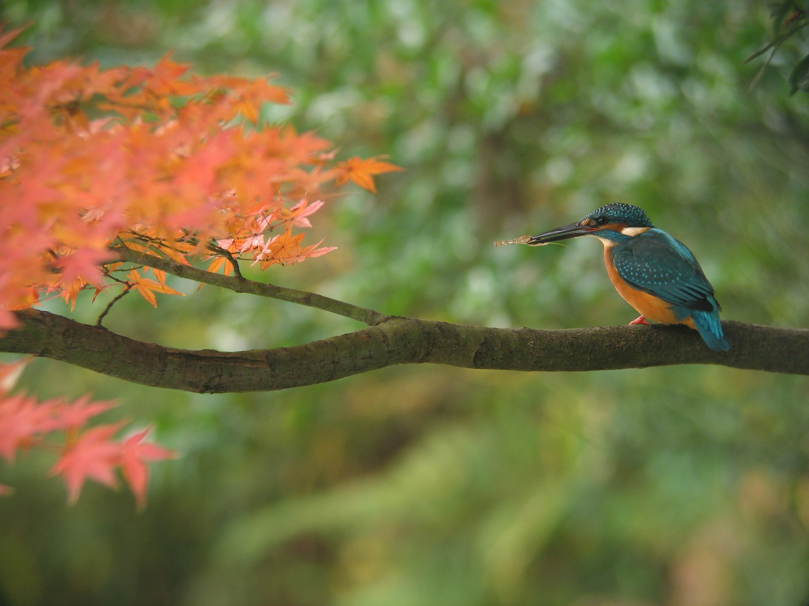 Late fall