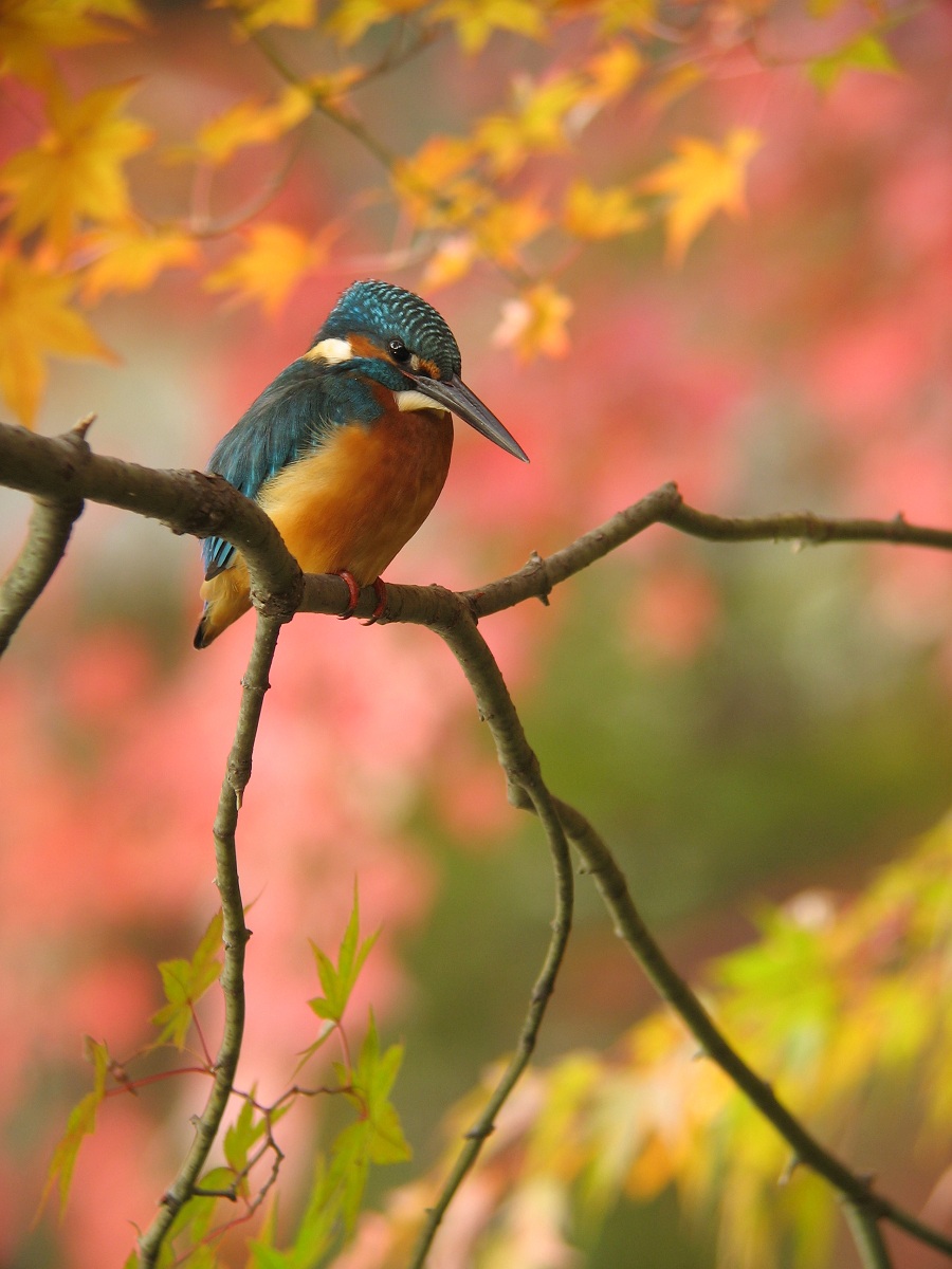 Autumnal scenery