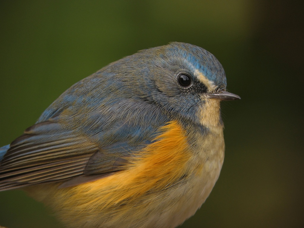 Red-flanked Bluetail