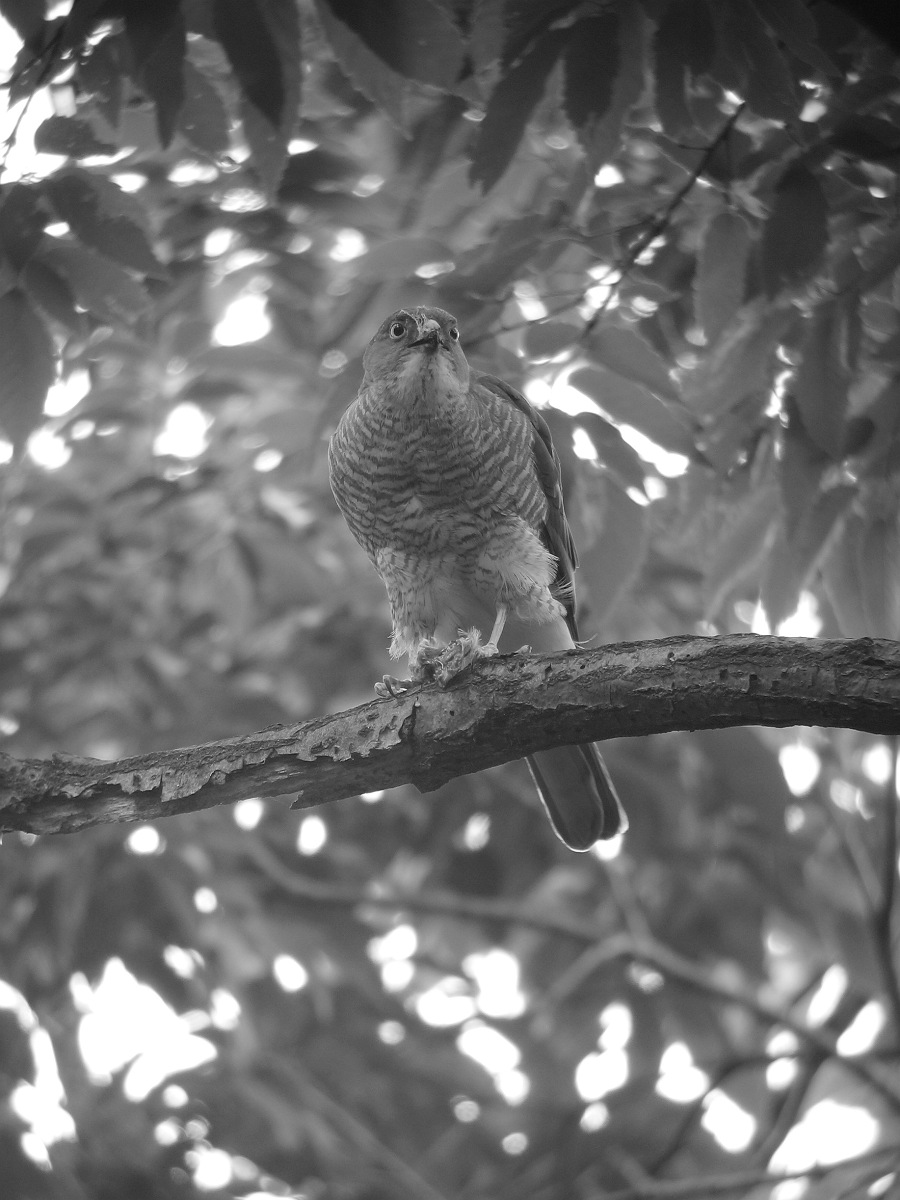 Japanese Lesser Sparrow Hawk