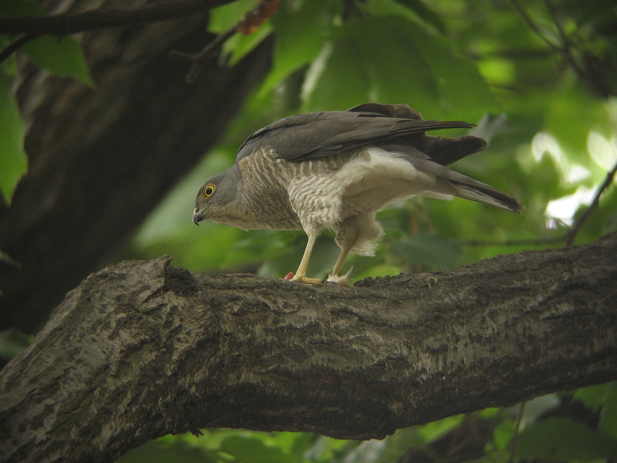 Japanese Lesser Sparrow Hawk