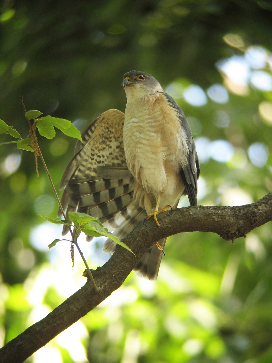 Preening