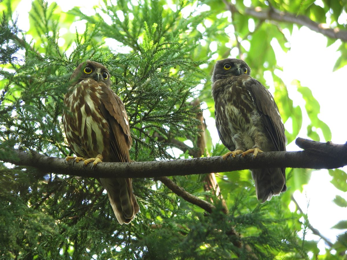 Brown hawk owl