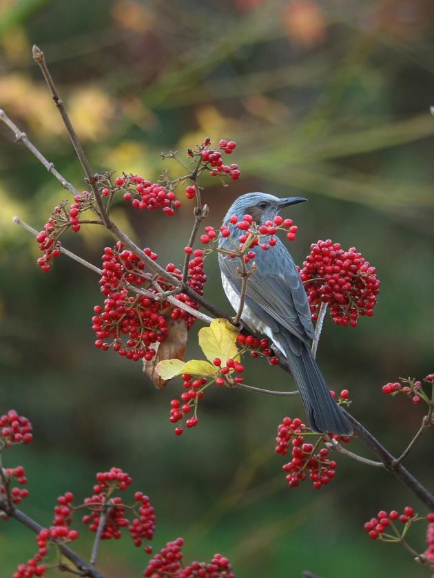 Brown-eared Bulbul