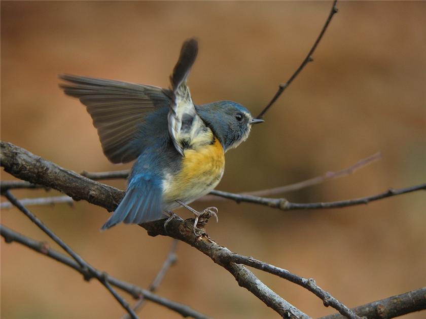Red-flanked Bluetail