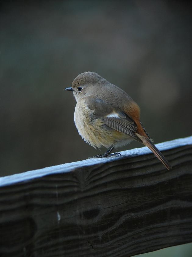 Daurian Redstart