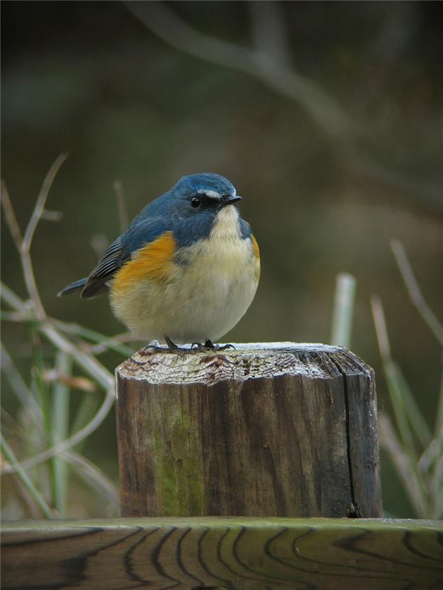 Red-flanked Bluetail