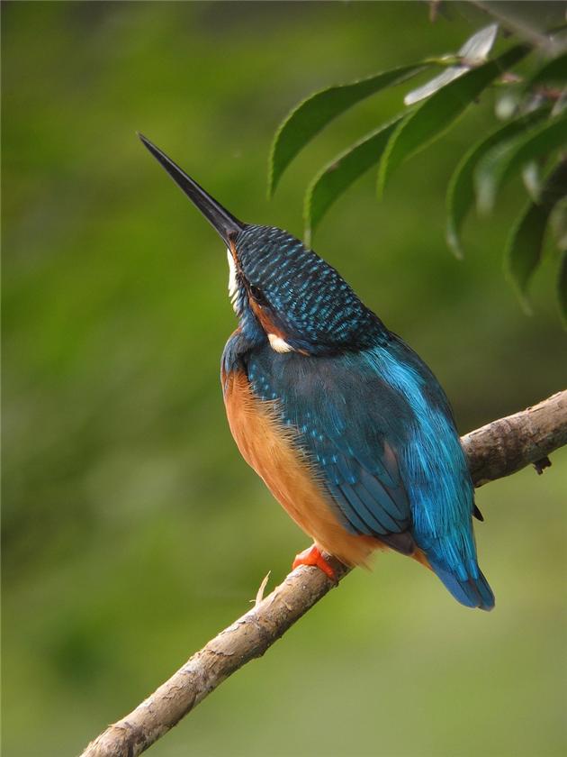kingfisher