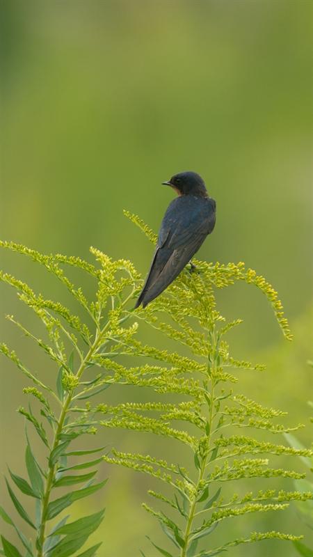 Barn Swallow
