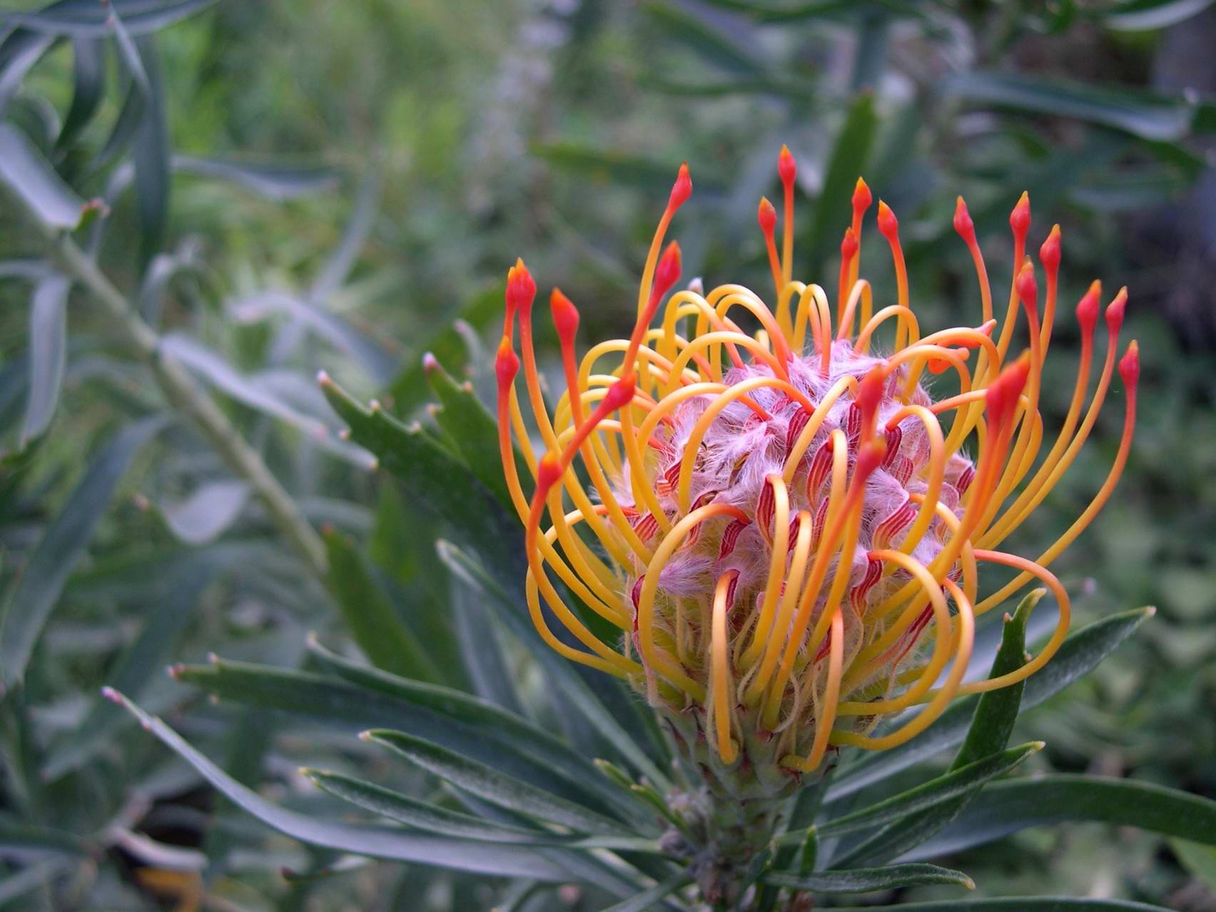 Leucospermum Cordifolium