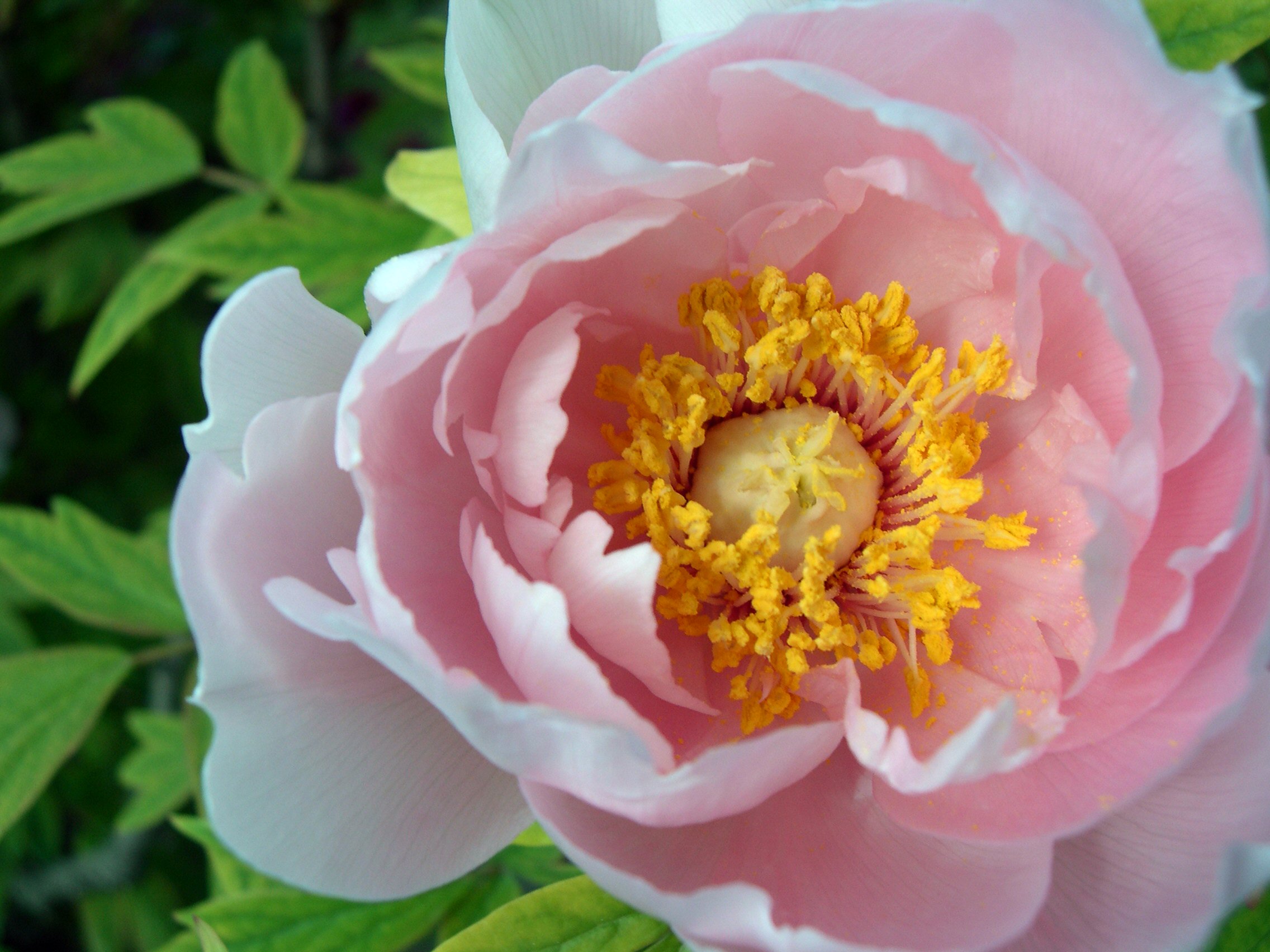 paeony