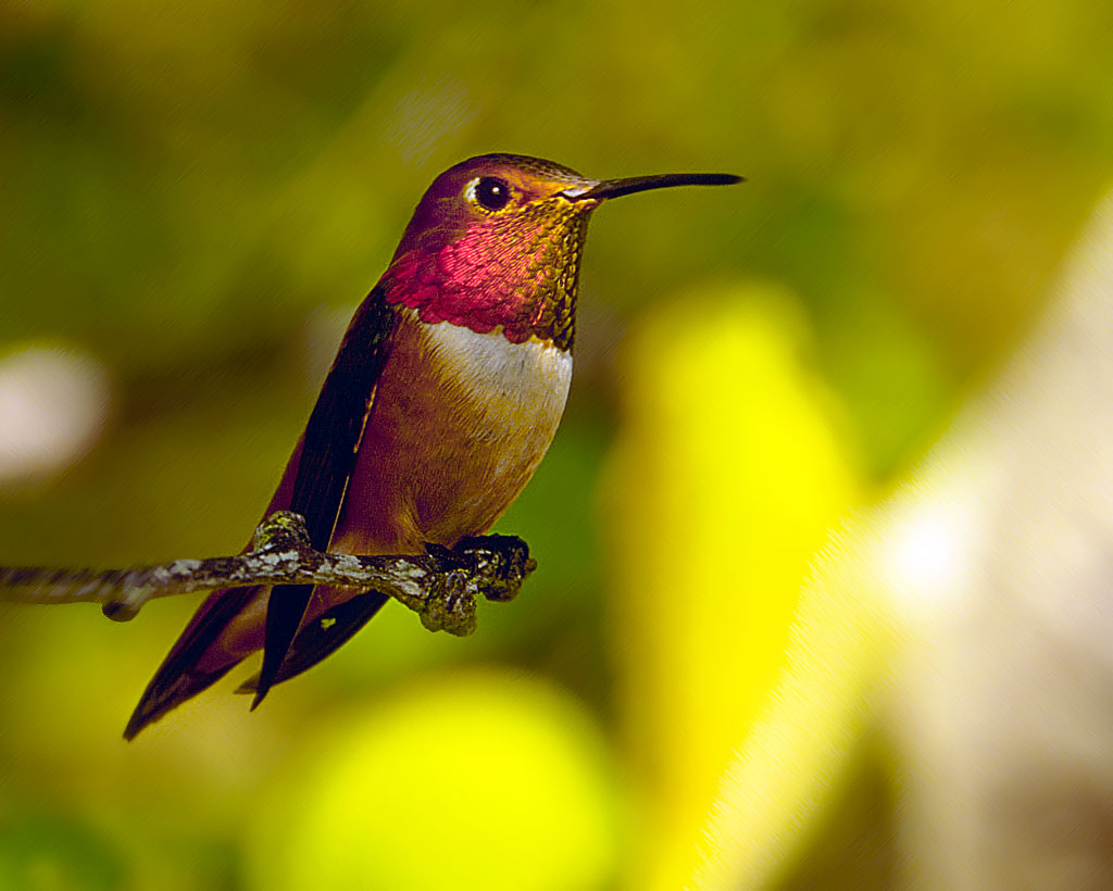 Rufous Hummingbird Resting
