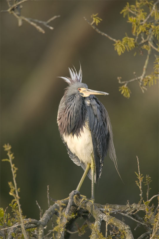 Tricolor Heron at rest
