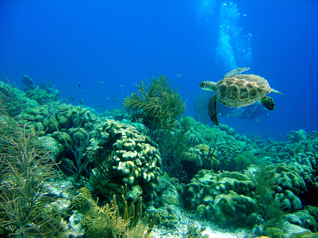 SEA TURTLE