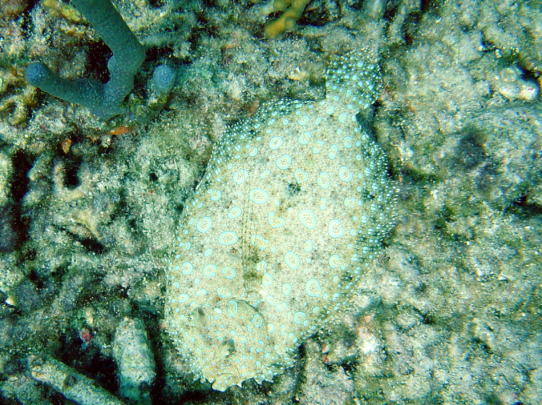 PEACOCK FLOUNDER