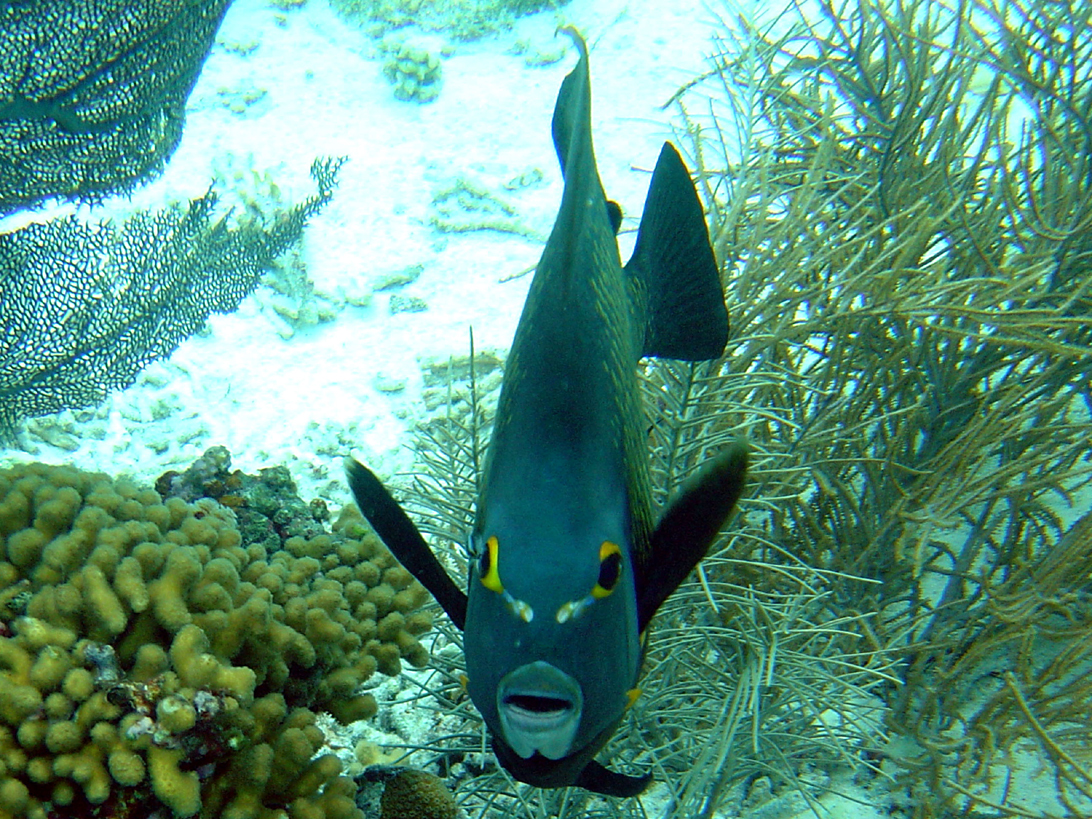 FRENCH ANGELFISH