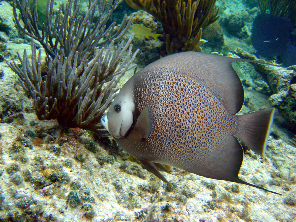 Gray Angelfish