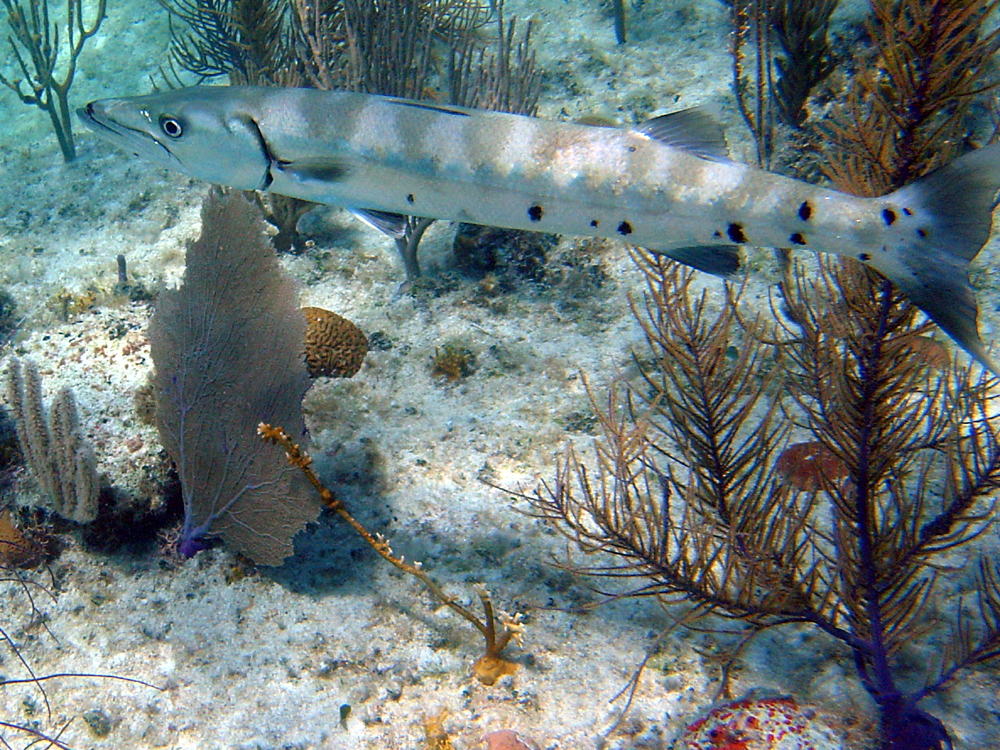 Great Barracuda