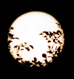 Cesar moon