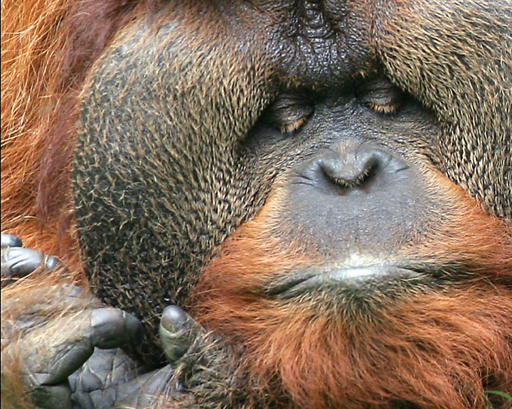 orangutan
