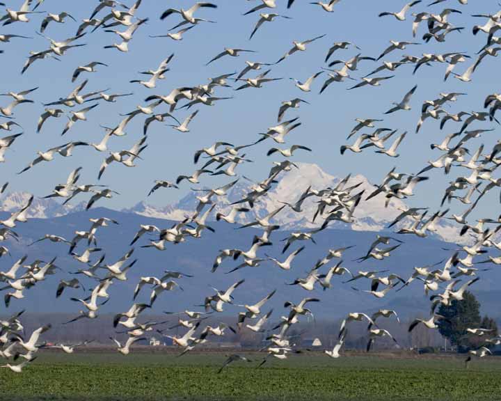 Lesser Snow Geese