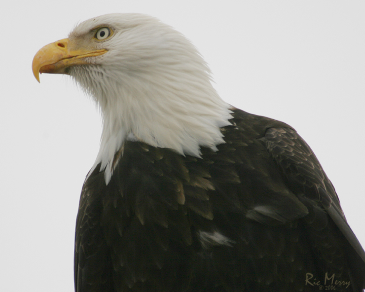 Seahawks Rule!