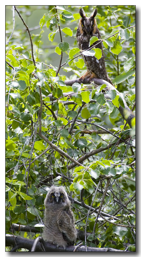 Long eared owls