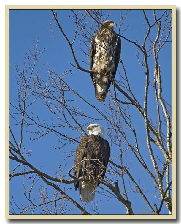 Eagle pair