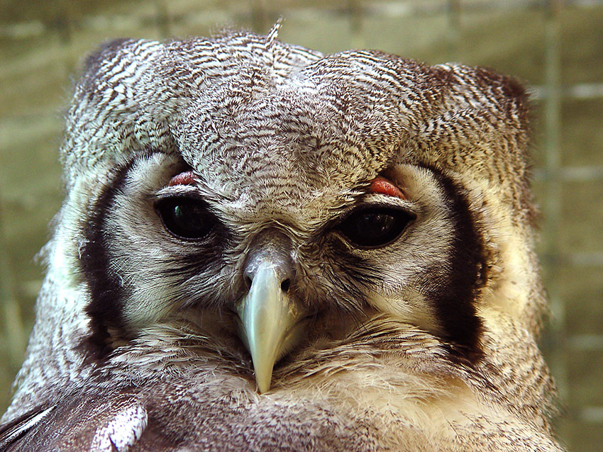 Looking at you