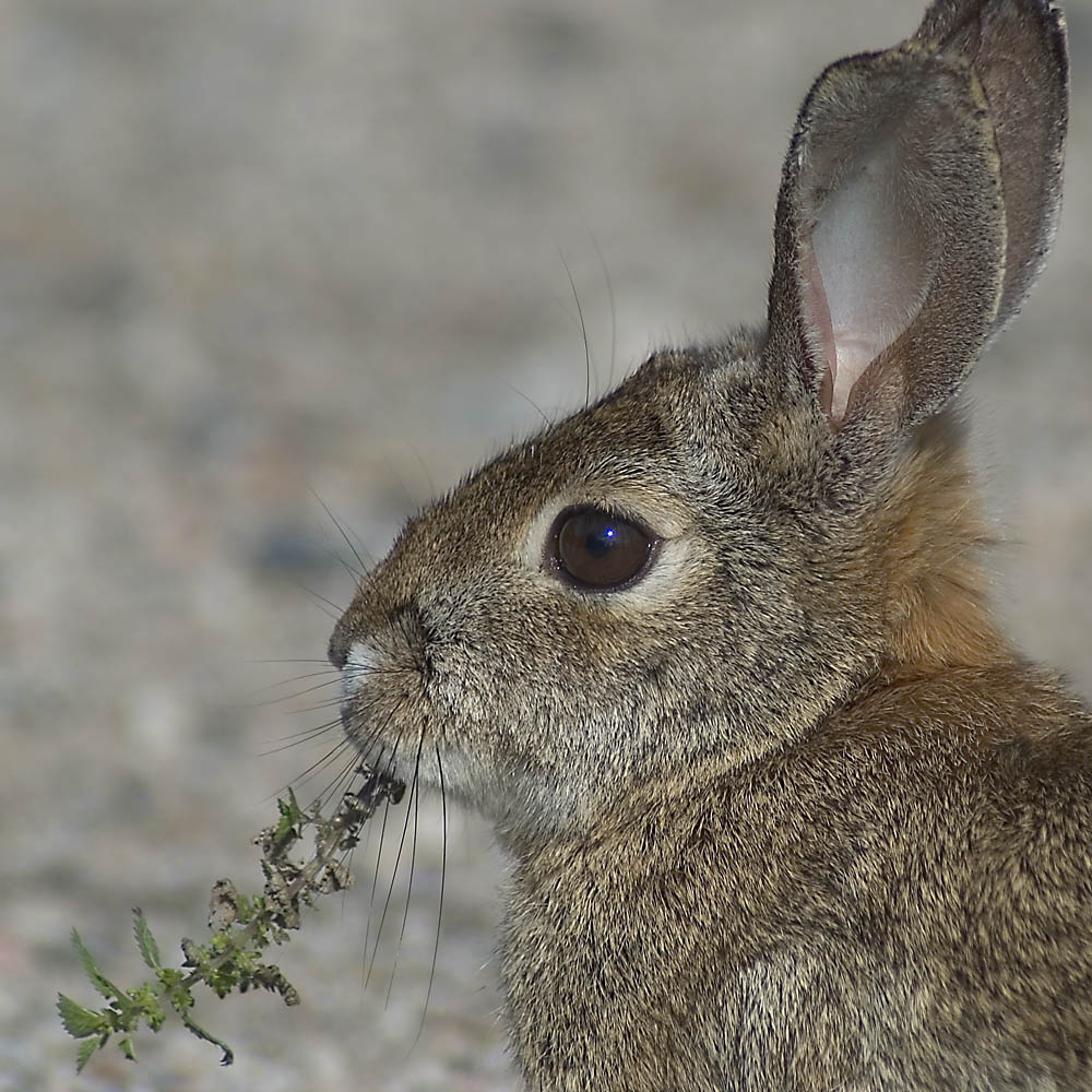 Easter Bunny