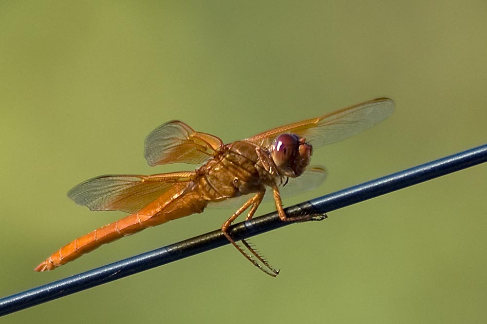 Desert Dragonfly