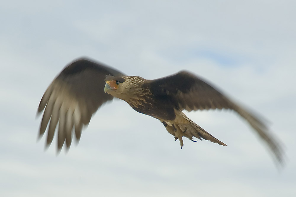 Crested Caracara in flight