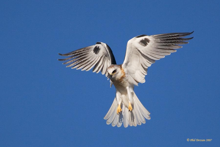Kite, Hovering for the Kill