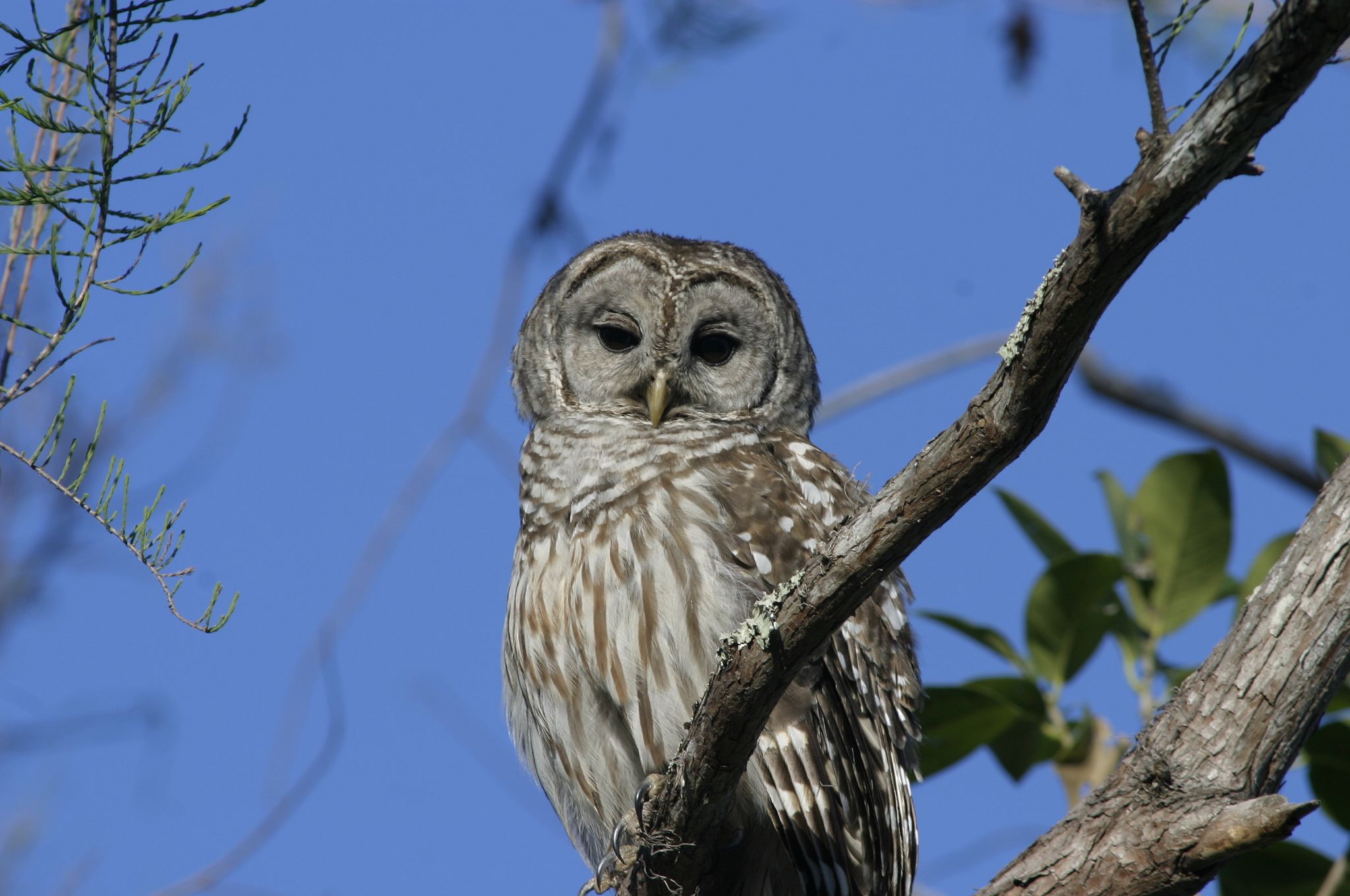 Barred Owl Male
