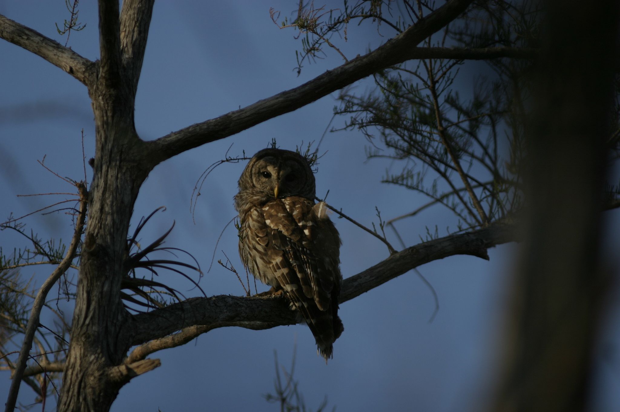 Barred Owl Female
