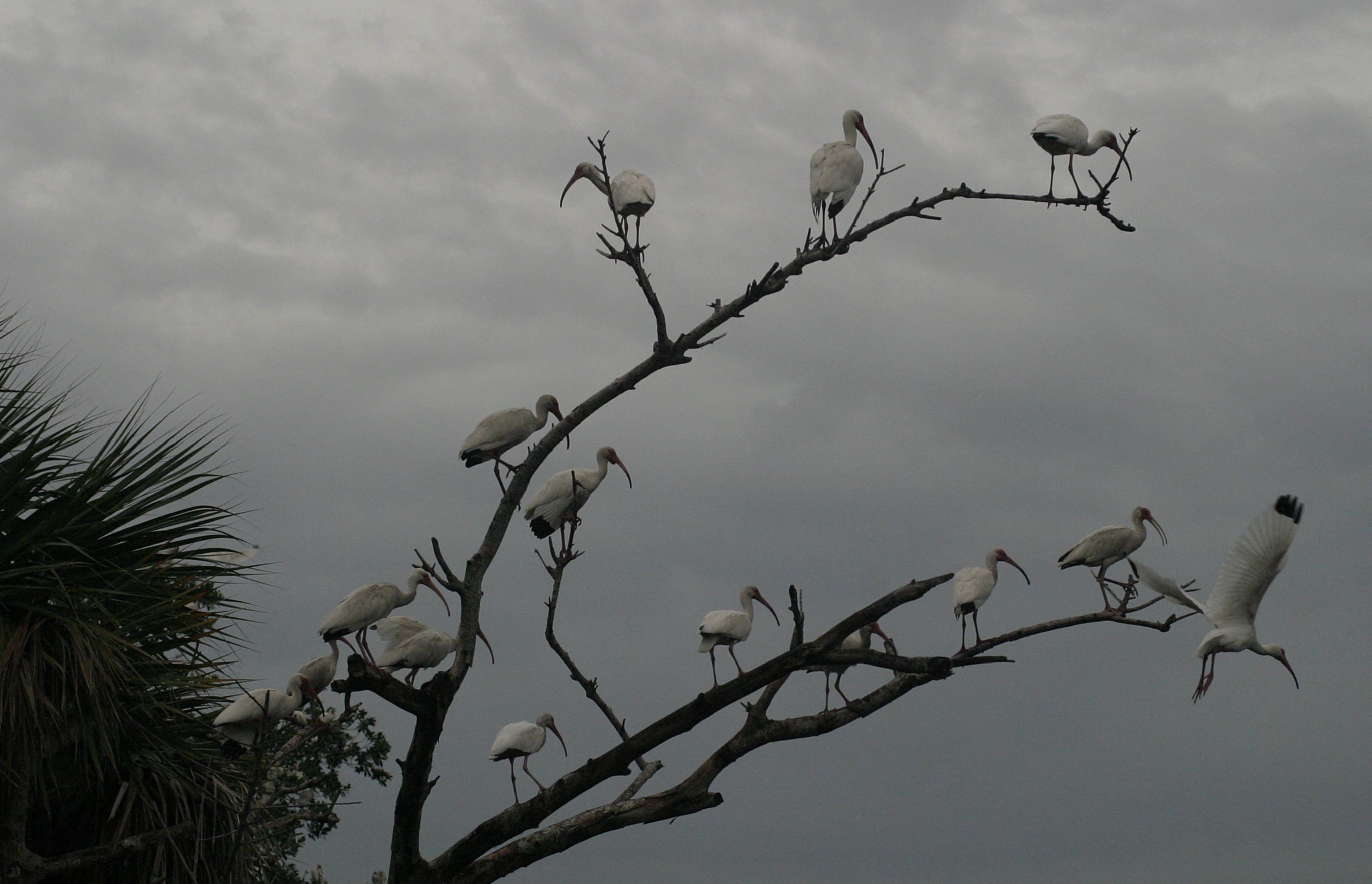 White Ibis