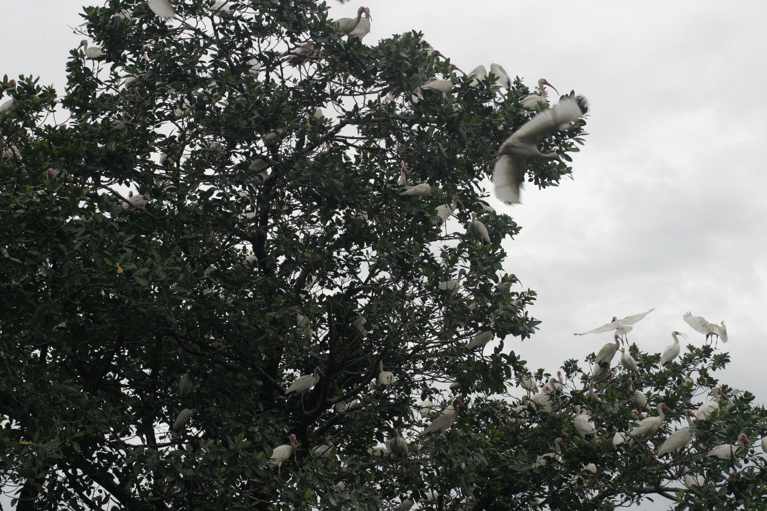 White Ibis In Tree