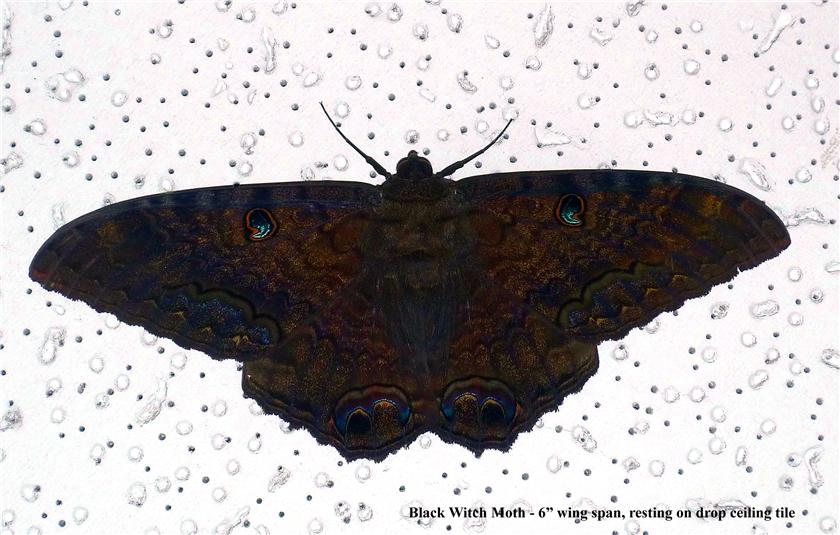 Black Witch Moth