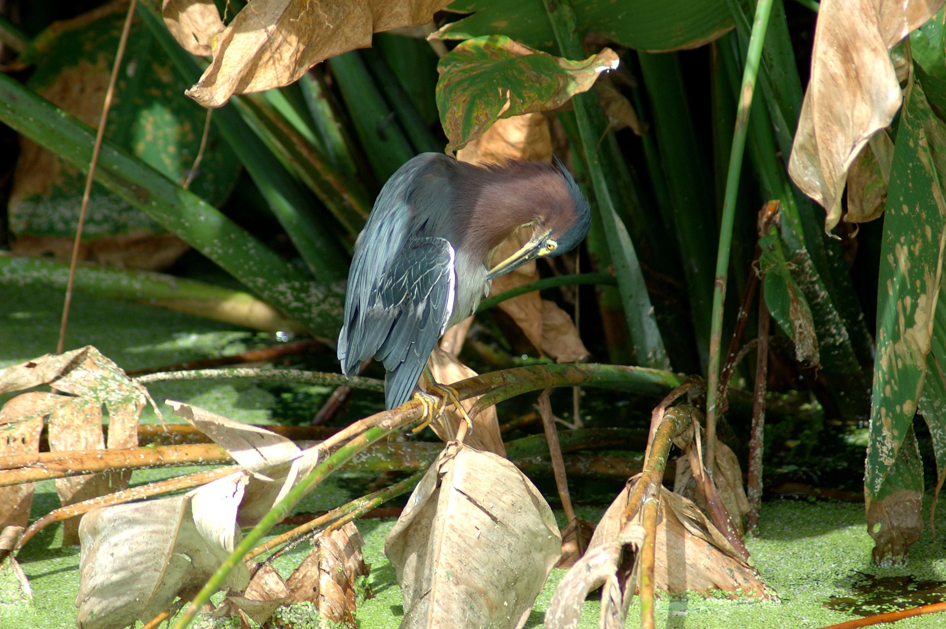 Preening