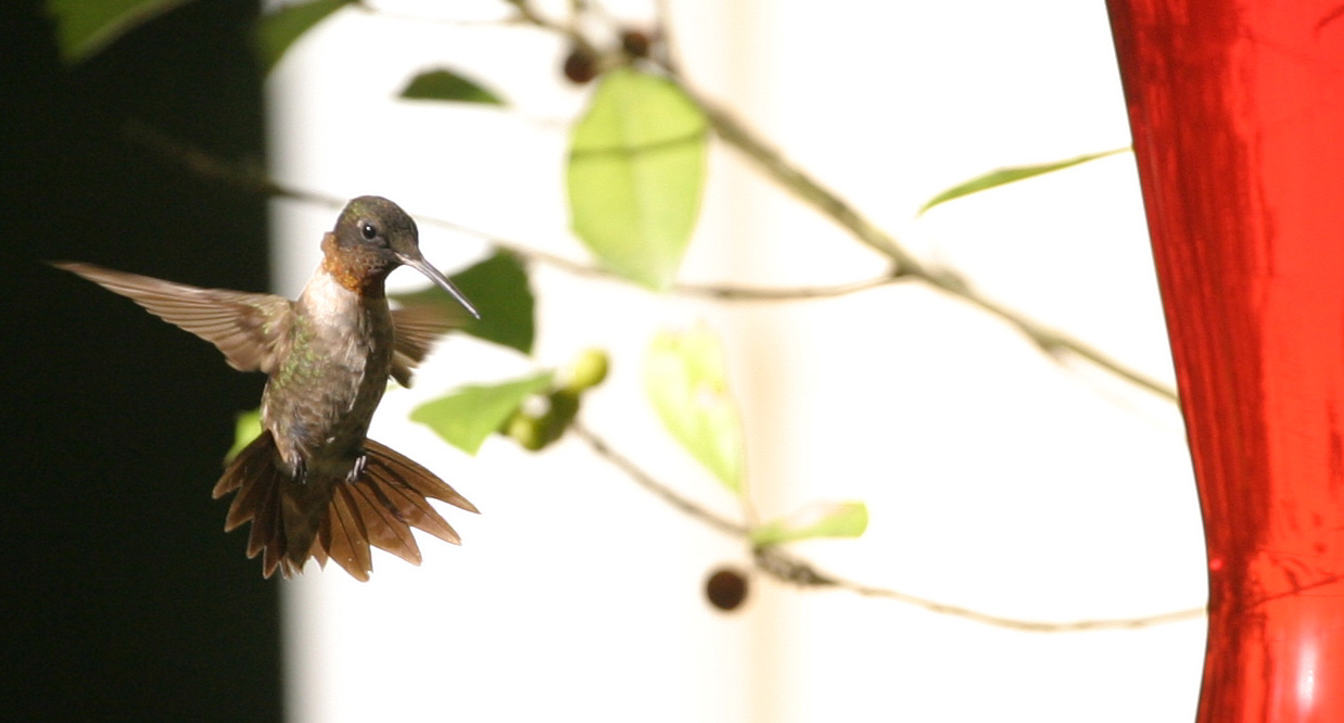 Hummingbird