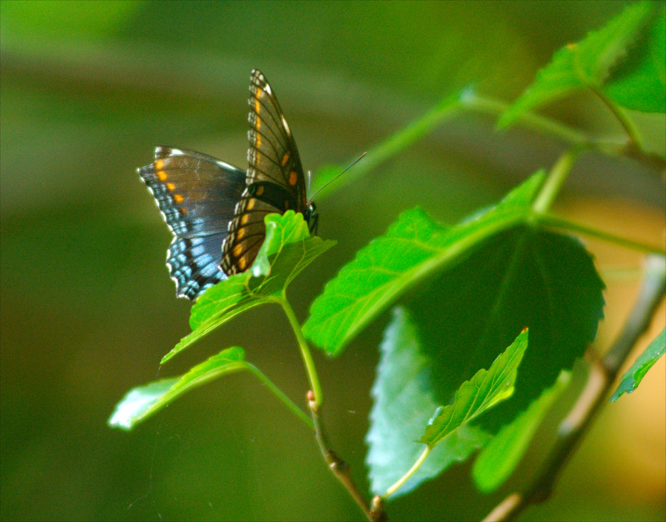 Red Spotted Purple