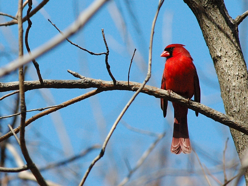 Cardinal