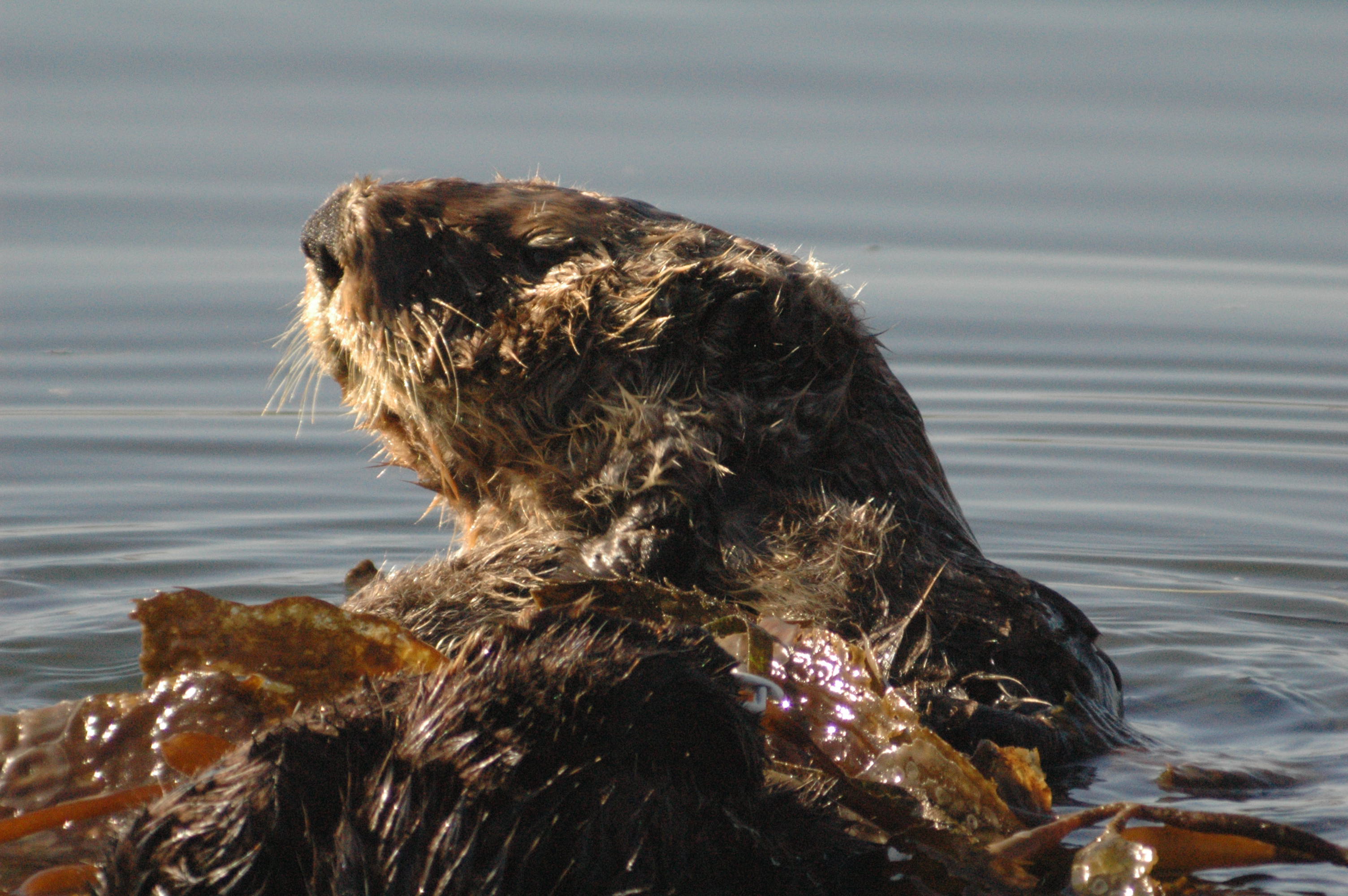 Southern Sea Otter