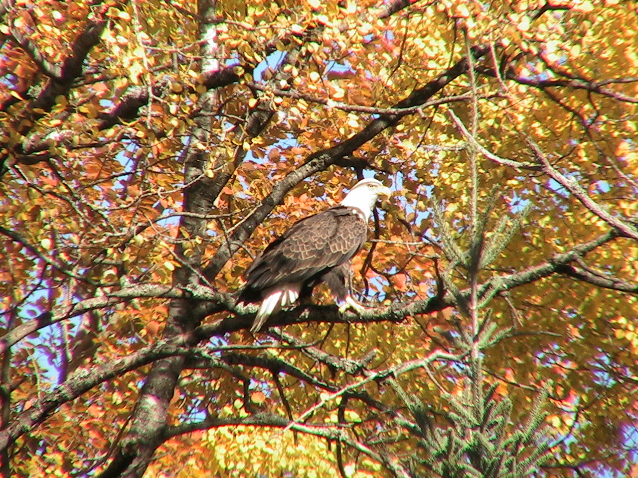 Jeffs Eagle