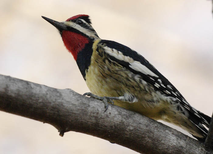 Sapsucker Looking Up