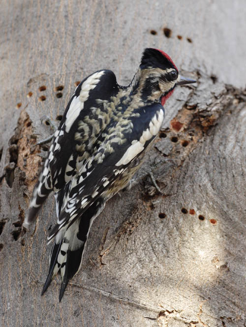 Sapsucker Wings Spread
