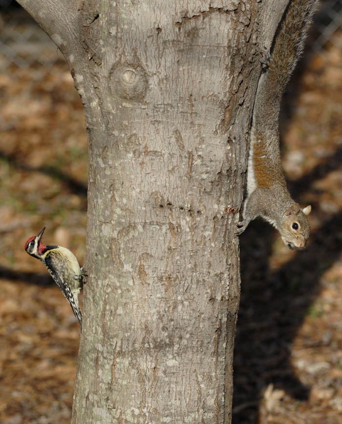 Sapsucker / Squirrel Face Off